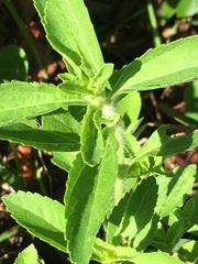 Stevia rebaudiana