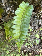 Polystichum biaristatum