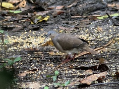 Leptotila plumbeiceps