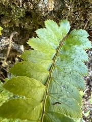 Polystichum biaristatum