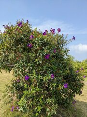 Pleroma semidecandrum