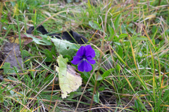 Viola altaica