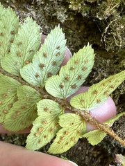 Polystichum biaristatum
