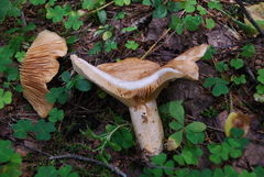 Lactarius utilis