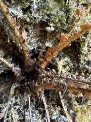 Polystichum biaristatum