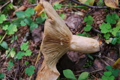 Lactarius utilis