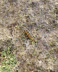 Isotomurus