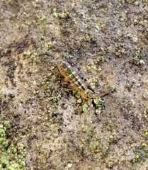 Isotomurus