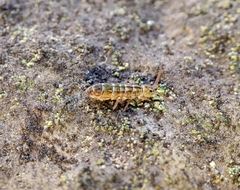 Isotomurus