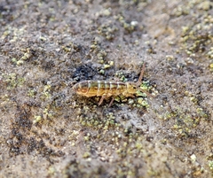 Isotomurus