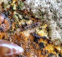 Isotomurus