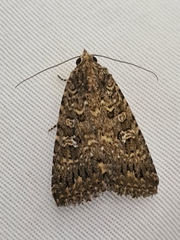 Hypoperigea tonsa