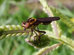 Holcocephala