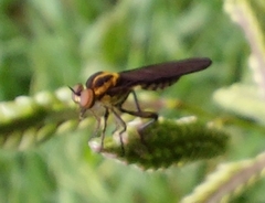 Holcocephala