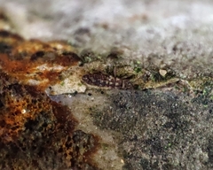 Isotomurus