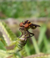 Holcocephala