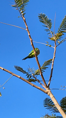 Myiopsitta monachus
