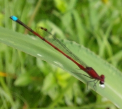 Oxyagrion terminale