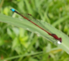 Oxyagrion terminale