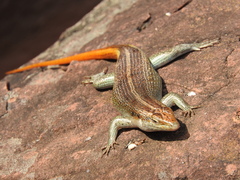 Trachylepis margaritifera