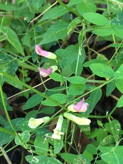 Vicia dumetorum