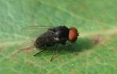 Lindneromyia dorsalis