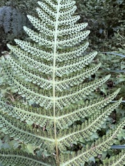 Pseudophegopteris hirtirachis