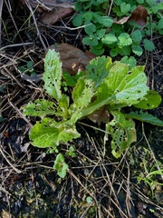 Brassica rapa pekinensis