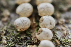 Actias aliena aliena