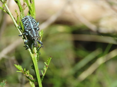 Chrysolopus spectabilis
