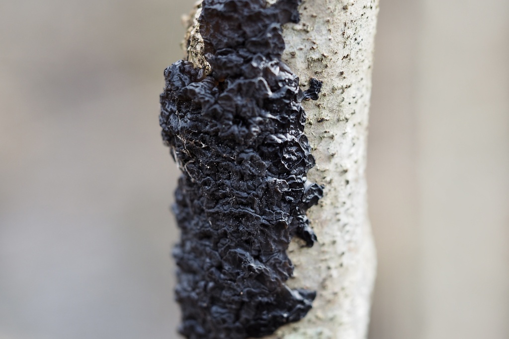 Exidia glandulosa · December 2022 · photo: © re_nebel (iNaturalist, cc-by)