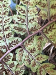 Athyrium arisanense