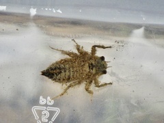 Anotogaster sieboldii sieboldii