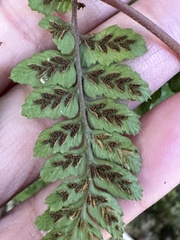 Athyrium arisanense