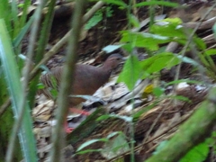 Crypturellus cinnamomeus