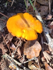 Omphalotus subilludens