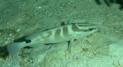 Epinephelus striatus