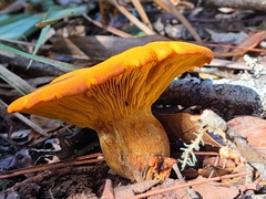 Omphalotus subilludens