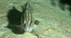 Epinephelus striatus