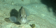 Epinephelus striatus