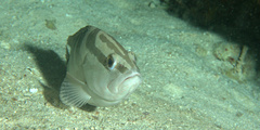 Epinephelus striatus
