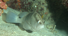 Epinephelus striatus