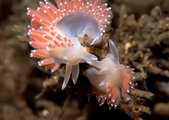 Coryphella