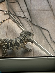 Salvator merianae