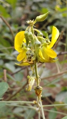 Crotalaria incana