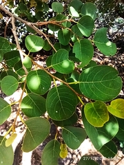 Pseudolachnostylis maprouneifolia