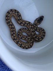 Tropidophis melanurus