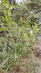 Crotalaria incana