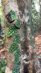 Piper sylvestre