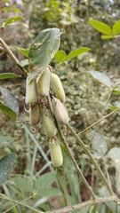 Crotalaria incana